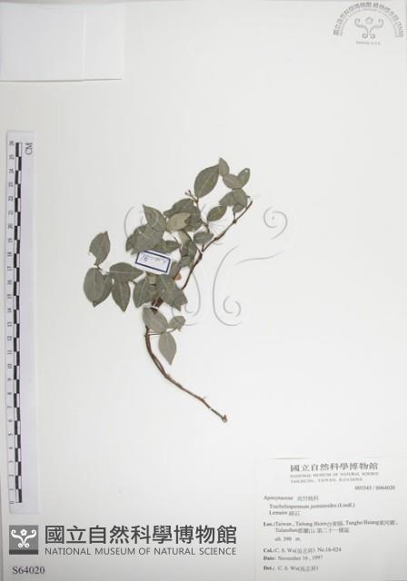 絡石藏品圖，第1張