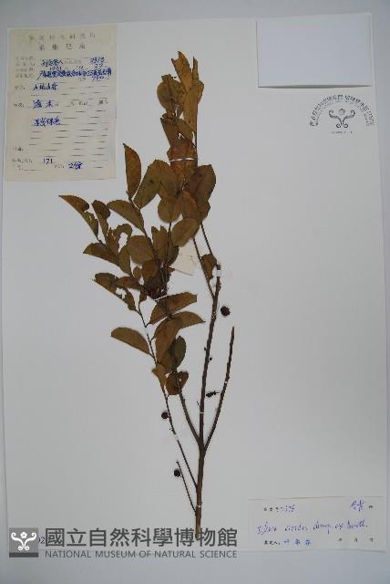 亮葉冬青藏品圖，第1張