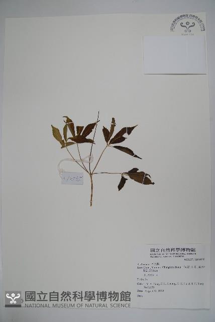 登錄號:S074020藏品圖，第1張