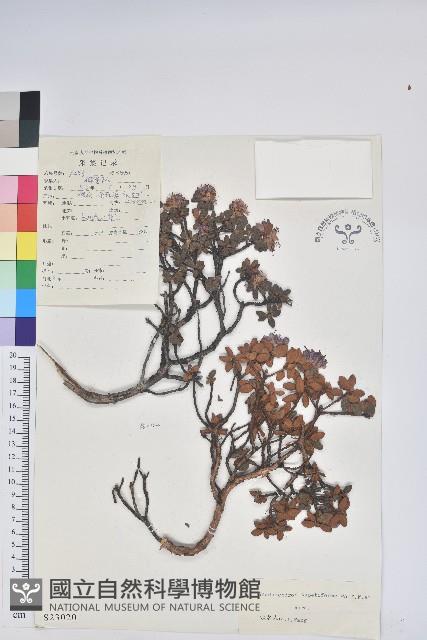 地毯杰鵑花藏品圖，第1張