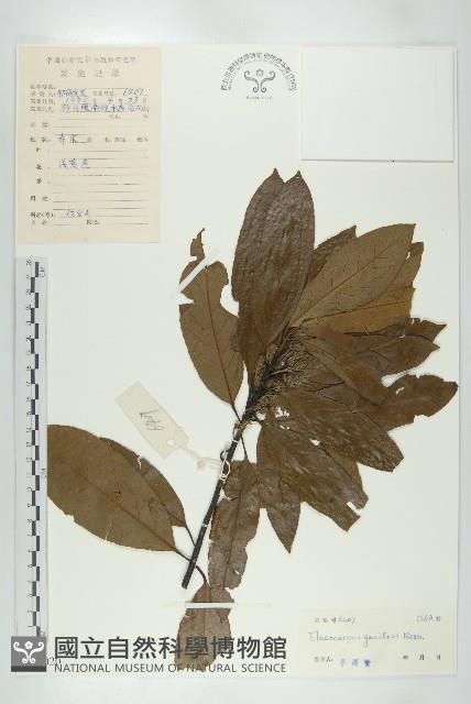 印度唸珠樹藏品圖，第1張