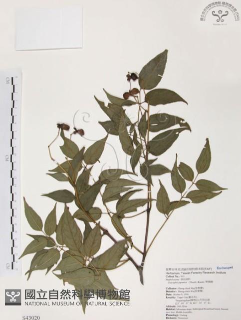 野鴉椿藏品圖，第1張