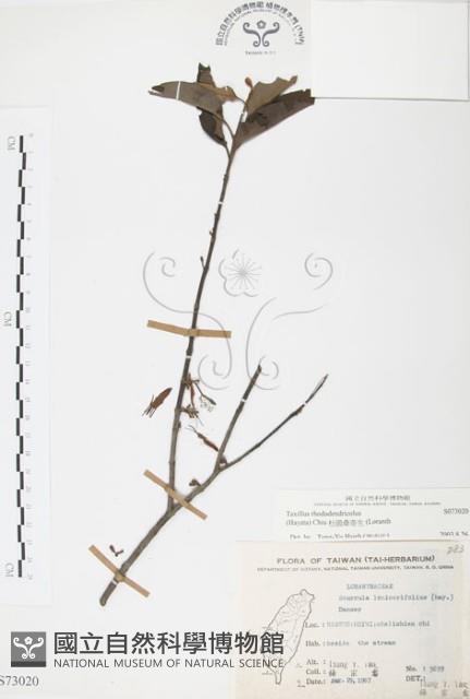 杜鵑桑寄生藏品圖，第1張