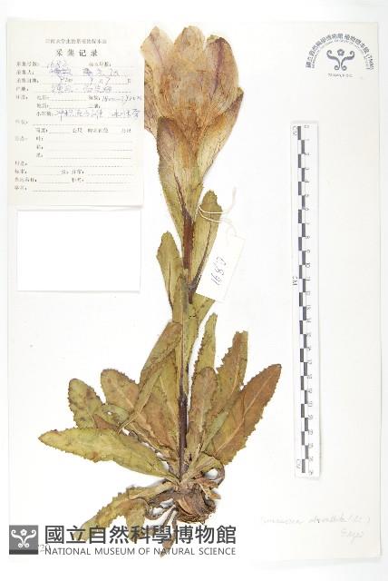 苞葉風毛菊藏品圖，第1張