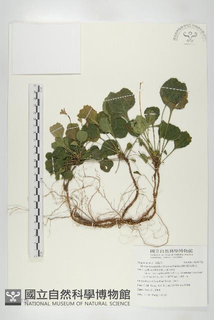 倒卵葉裂緣花藏品圖，第1張