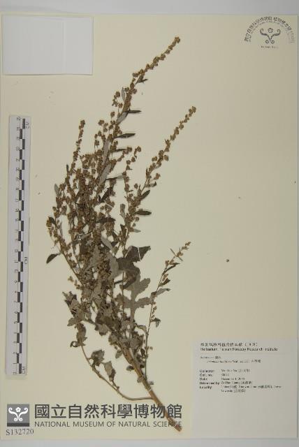 角菜、珍珠菜藏品圖，第1張