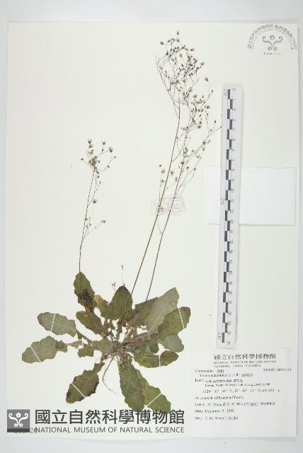 黃鵪菜藏品圖，第1張