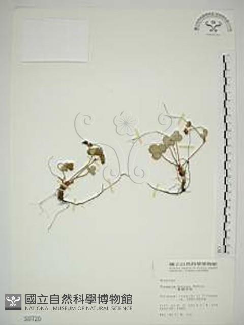 臺灣草莓藏品圖，第1張