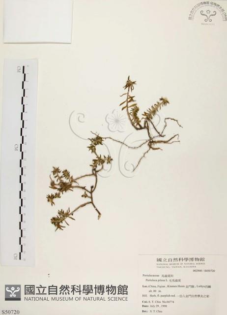 毛馬齒莧藏品圖，第1張