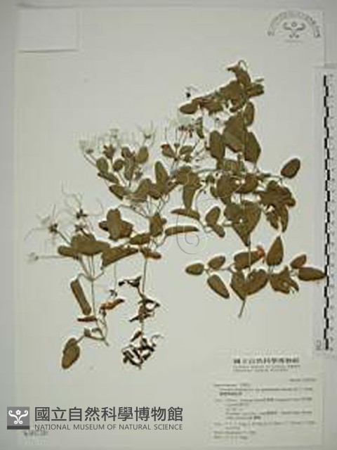 鵝鑾鼻鐵線蓮藏品圖，第1張