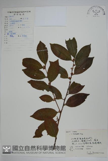 短梗冬青藏品圖，第1張