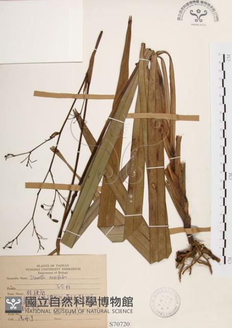 桔梗蘭藏品圖，第1張