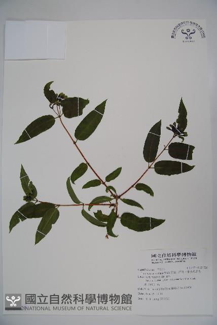 阿里山忍冬、漸尖葉忍冬藏品圖，第1張