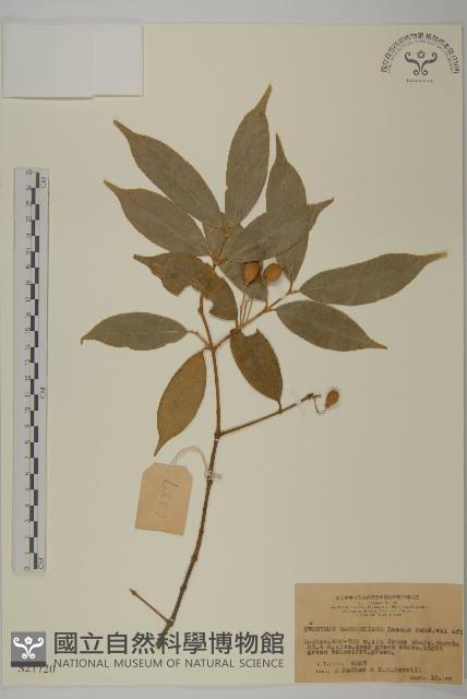 大果衛矛藏品圖，第1張