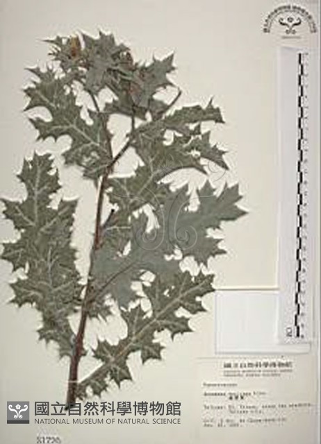 薊罌粟藏品圖，第1張