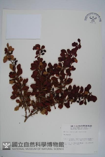 日本小檗藏品圖，第1張