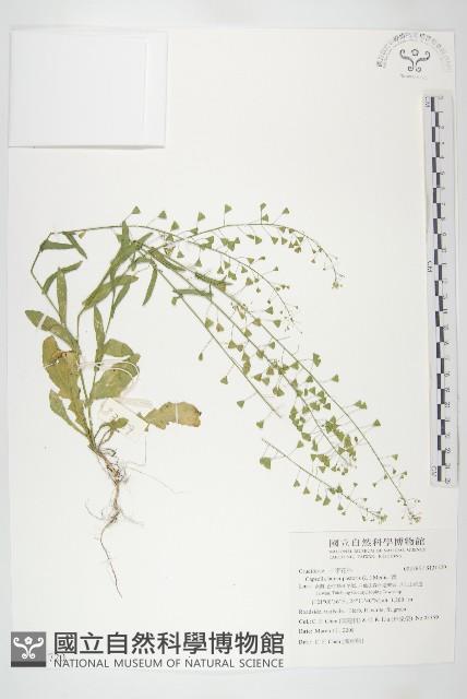 薺藏品圖，第1張