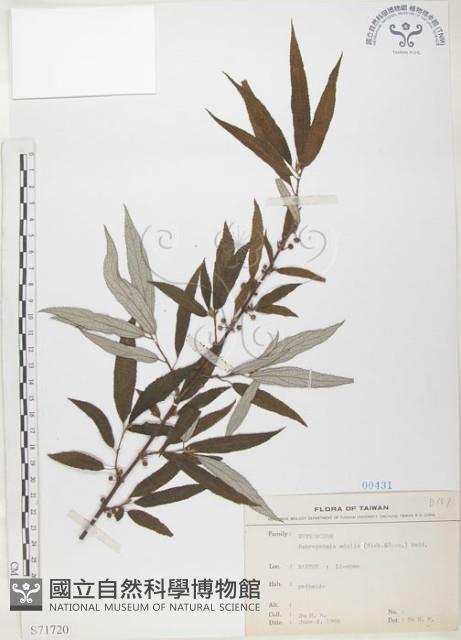 水麻藏品圖，第1張