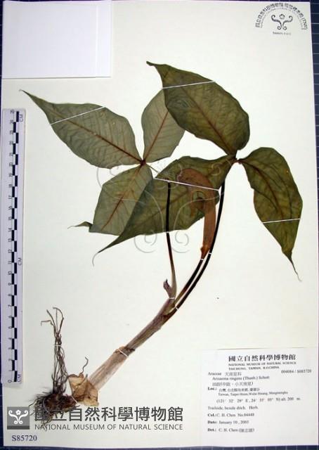 申跋、油跋、小天南星藏品圖，第1張