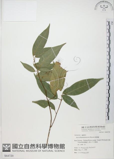 樟葉槭, 飛蛾子樹藏品圖，第1張