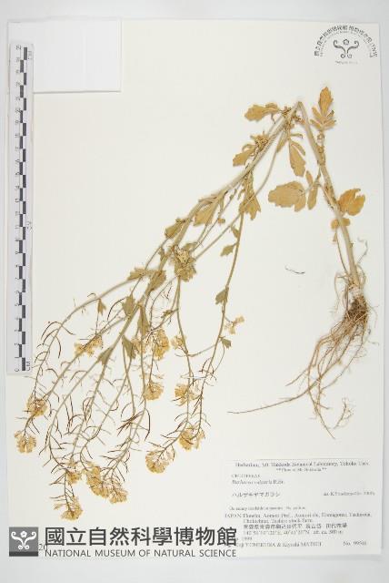 歐洲山芥藏品圖，第1張