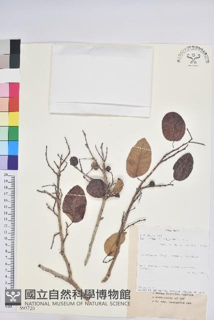 登錄號:S093720藏品圖，第1張