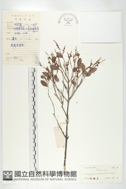 楓港柿藏品圖，第1張