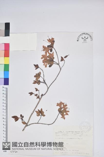 南澳杜鵑藏品圖，第1張