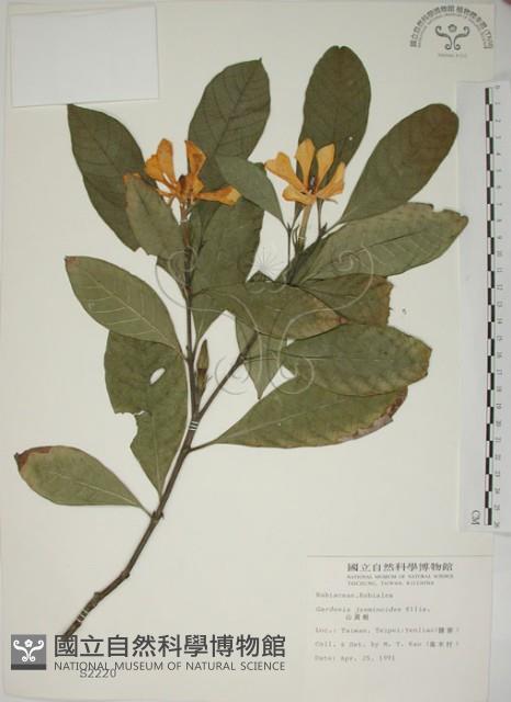 山黃梔藏品圖，第1張