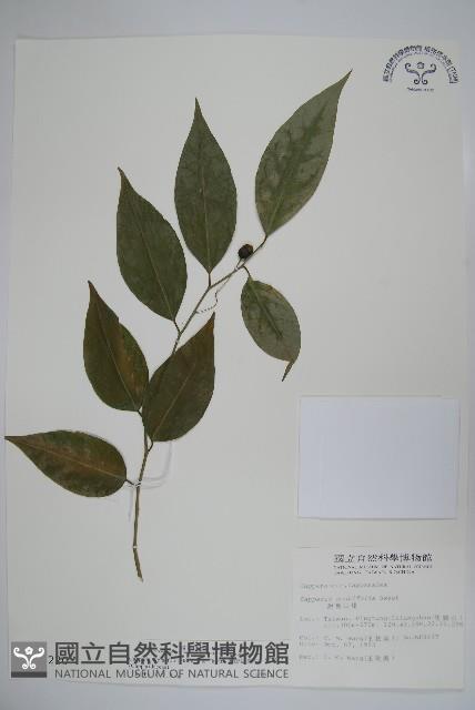 毛瓣蝴蝶木藏品圖，第1張