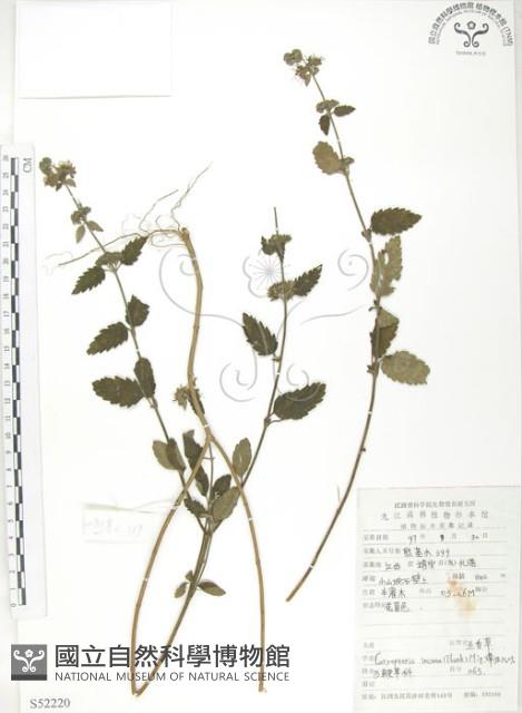 灰葉蕕藏品圖，第1張