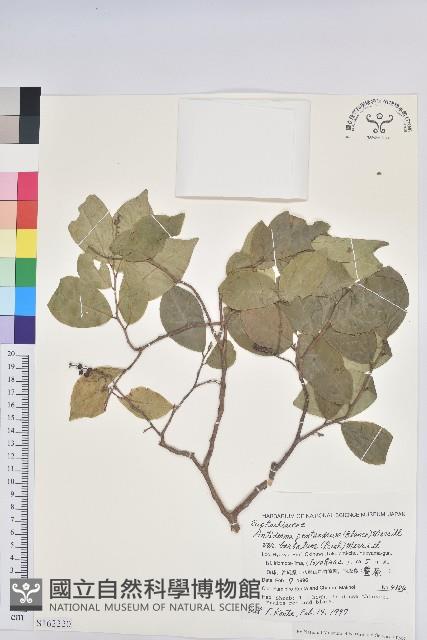 枯里珍藏品圖，第1張