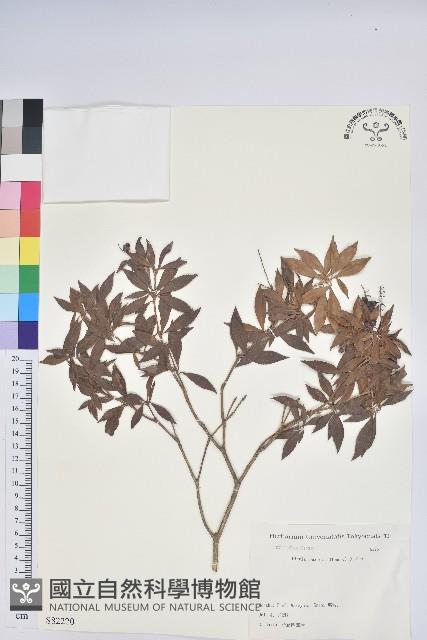 日本馬醉木藏品圖，第1張