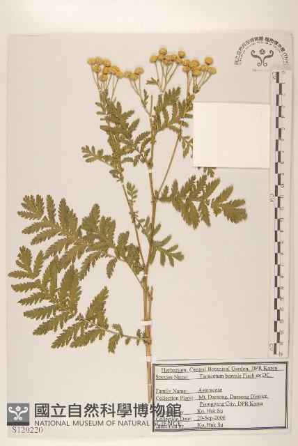 登錄號:S120220藏品圖，第1張