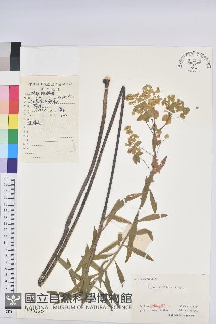 大戟藏品圖，第1張