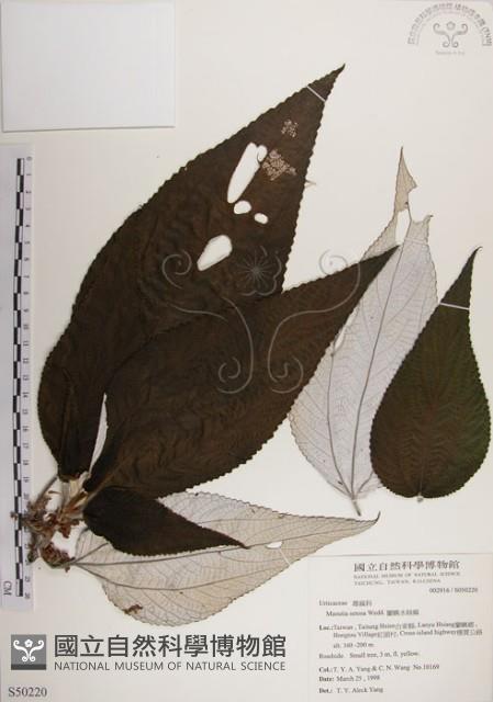 蘭嶼水絲麻藏品圖，第1張