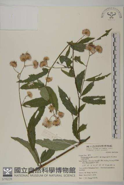 大頭艾納香藏品圖，第1張