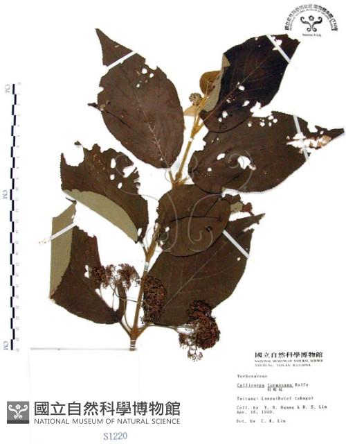 杜虹花，台灣紫珠藏品圖，第1張