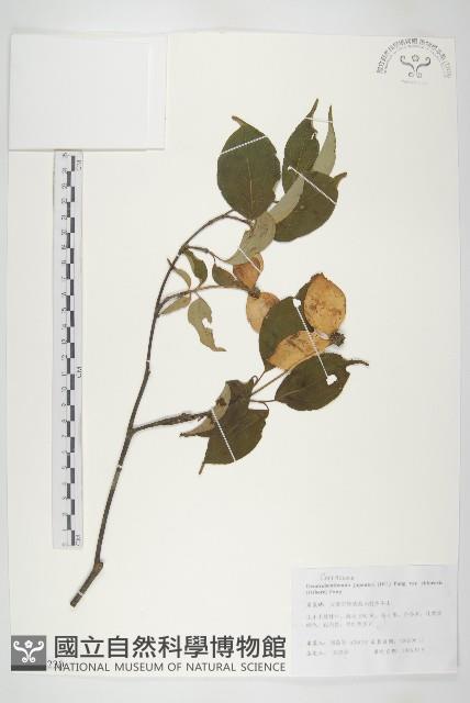 四照花藏品圖，第1張