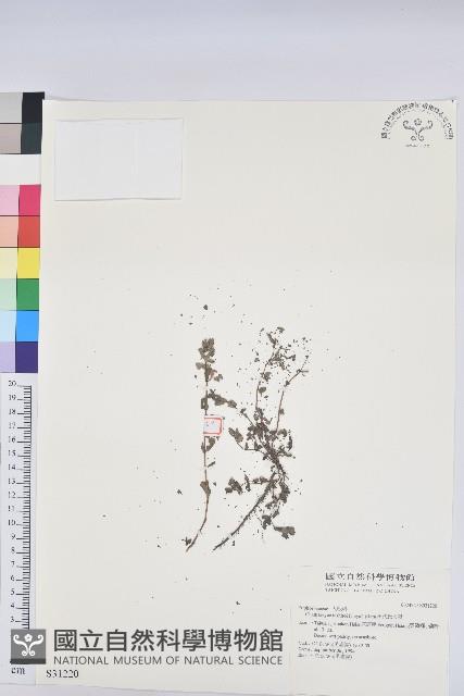 田代氏大戟藏品圖，第1張