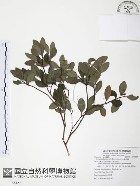 小葉赤楠藏品圖，第1張