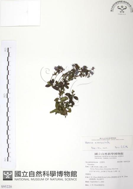 玉山水苦賈藏品圖，第1張