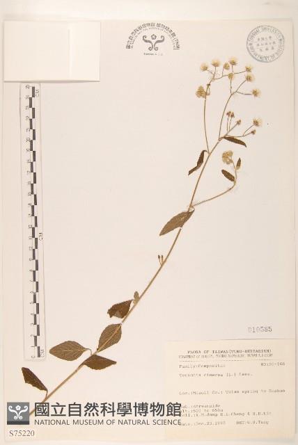 一枝香藏品圖，第1張