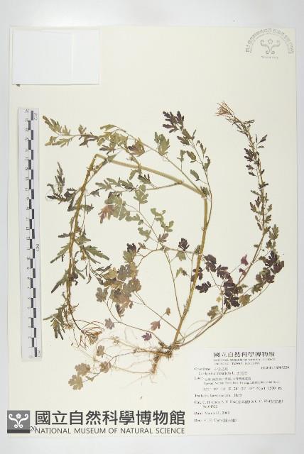 水花菜藏品圖，第1張