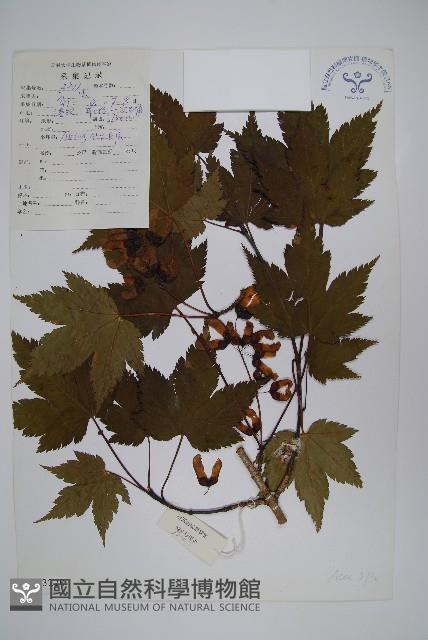 登錄號:S023220藏品圖，第1張