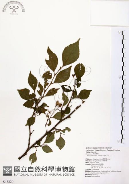 烏皮九芎、奮起湖野茉莉藏品圖，第1張