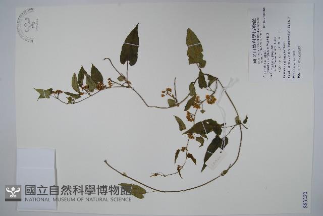 刺瓜藏品圖，第1張