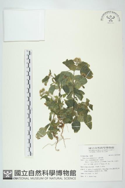 霍香薊藏品圖，第1張