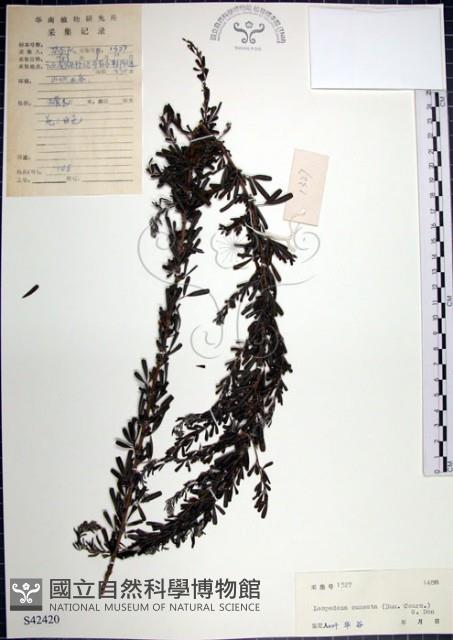 鐵掃帚、千里光藏品圖，第1張