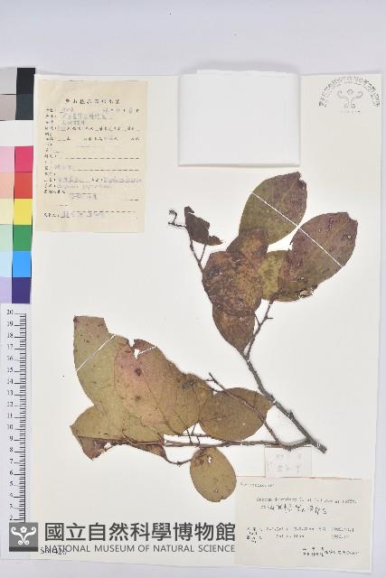 白木烏臼藏品圖，第1張